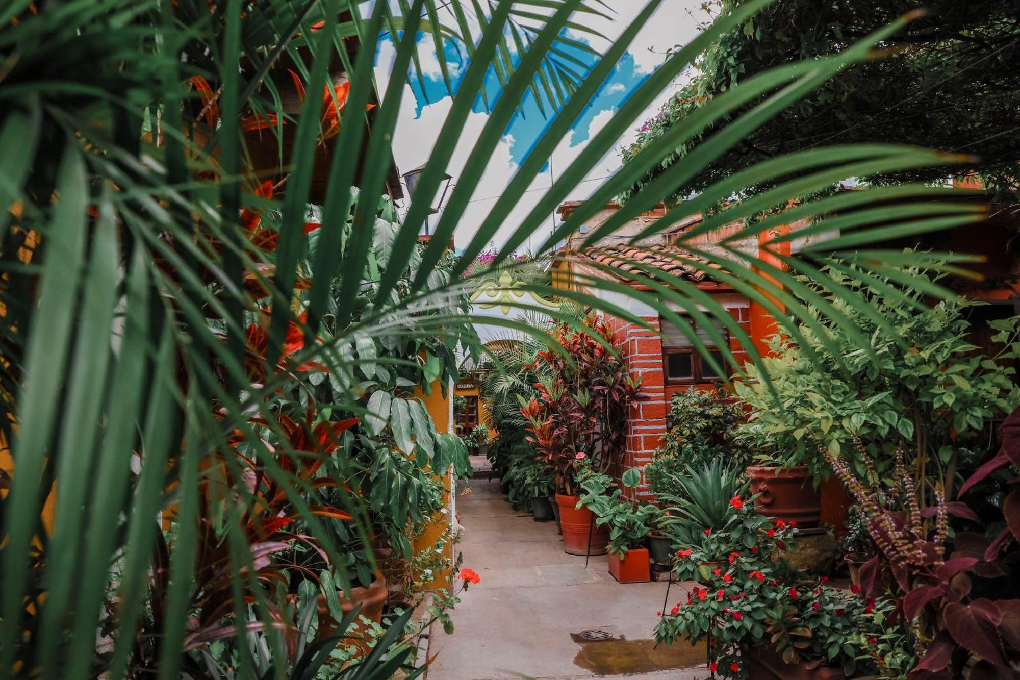 Hotel Las Golondrinas Oaxaca Exteriör bild